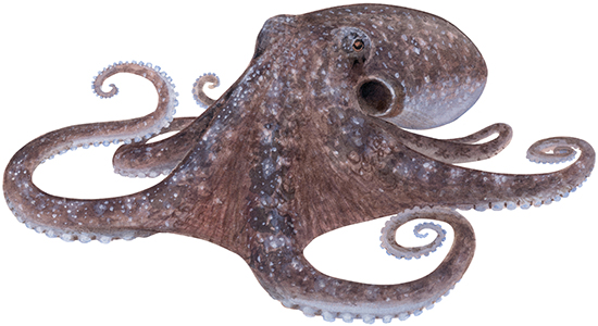 Octopus (group) - Western Australian recreational fishing rules