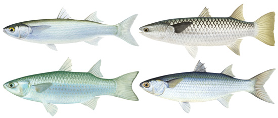 Mullet (group) - Western Australian recreational fishing rules