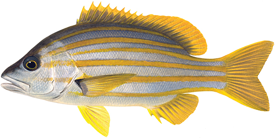 Seaperch, stripey - Western Australian recreational fishing rules