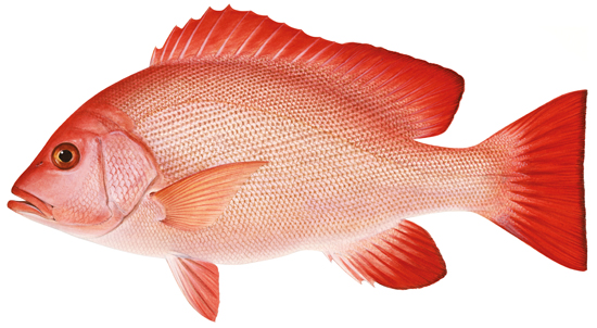 Red-banded perch – Coastal fish – Te Ara Encyclopedia of New Zealand