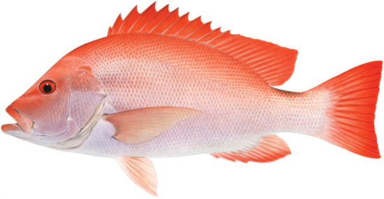 Sea perch, scarlet - Western Australian recreational fishing rules