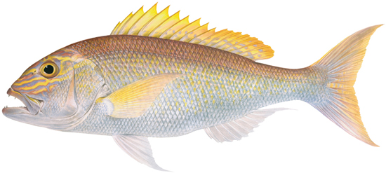 Snapper, goldband - Western Australian recreational fishing rules