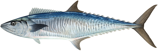 Mackerel, Spanish - Western Australian recreational fishing rules