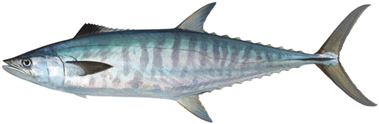 Mackerel, grey - Western Australian recreational fishing rules
