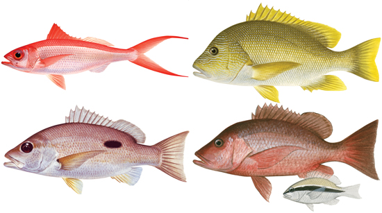 Tropical snappers and sea perch (group) - Western Australian recreational  fishing rules