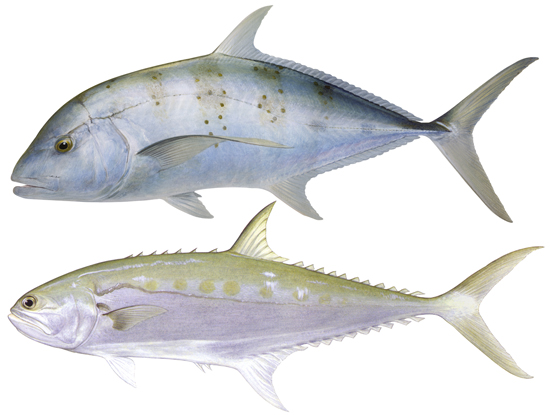 Trevally and queenfish (group) - Western Australian recreational