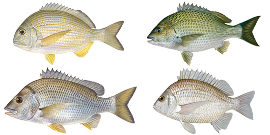 Bream (group) - Western Australian recreational fishing rules