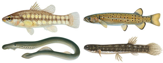 Native freshwater fish - Western Australian recreational fishing rules