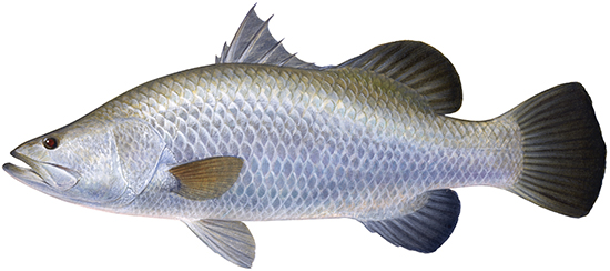 Barramundi - Western Australian recreational fishing rules