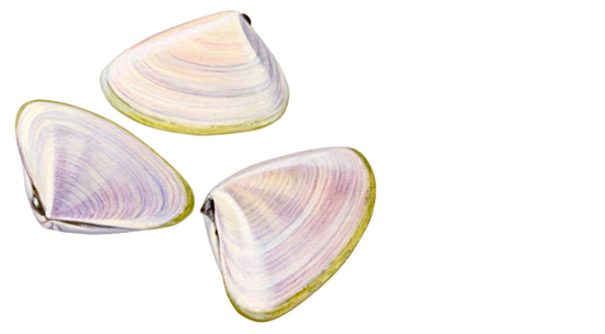 What are clams called 2024 in australia