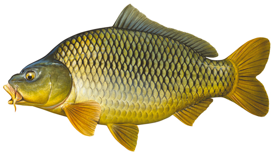 Carp and goldfish (group) - Western Australian recreational fishing rules