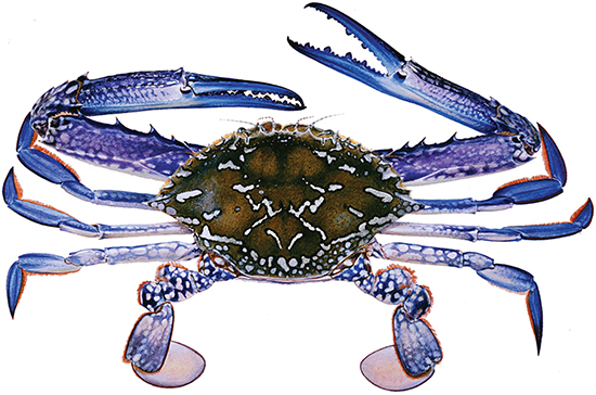 5X Large Blue Creel / Pot Hook Easy Grip Lobster & Crab Pot Hook Plastic 