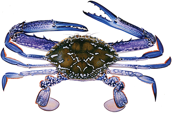 Crab, blue swimmer - Western Australian recreational fishing rules