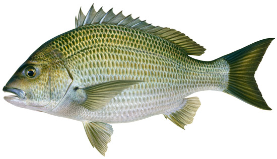 Bream, black - Western Australian recreational fishing rules