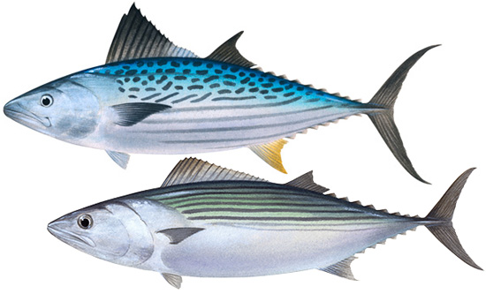 Bonito fish deals