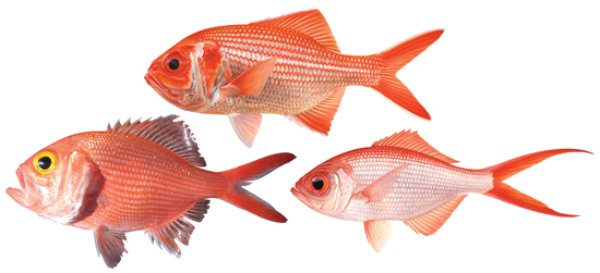 Red snapper (group) - Western Australian recreational fishing rules