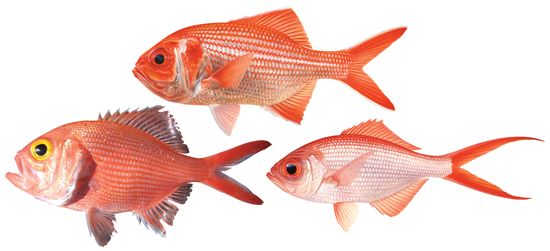 Goldband Snapper - GoodFish Australia's Sustainable Seafood Guide