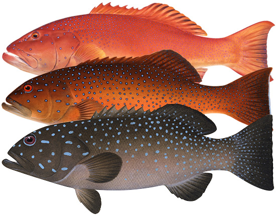 The search for Australia's Greatest Fish: Coral trout 