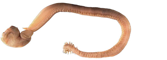 Bloodworms - Western Australian recreational fishing rules