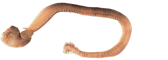 australian earthworm glowing